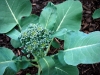 garden-10