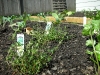 garden-2