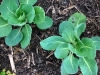 garden-20