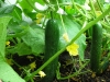 garden-22