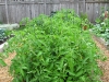 garden-24