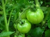 garden-27