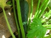 garden-28