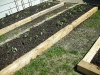 garden-3