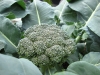 garden-31