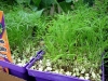 garden-4