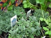 garden-5