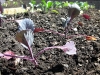 garden-6