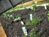 garden-8