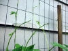 garden-9