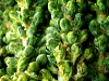 brussel-sprouts