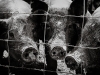 farm-pigs