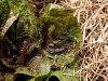 flashy-lettuce