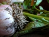 garlicbasil