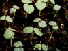 sprouts