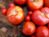 tomatoes