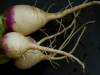 turnips